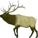 Elk Icon